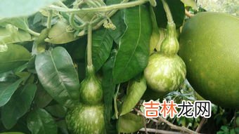 葫芦怎么处理才能保存,葫芦怎么处理才能保存 葫芦处理保存方法介绍
