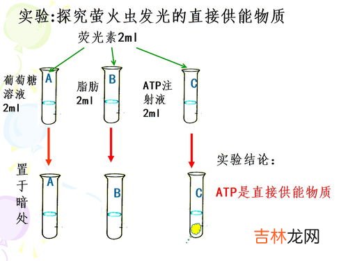 atp是什么,atp是什么