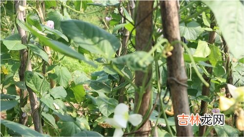 杏鲍菇没熟会中毒吗,杏鲍菇没熟吃了会怎么样