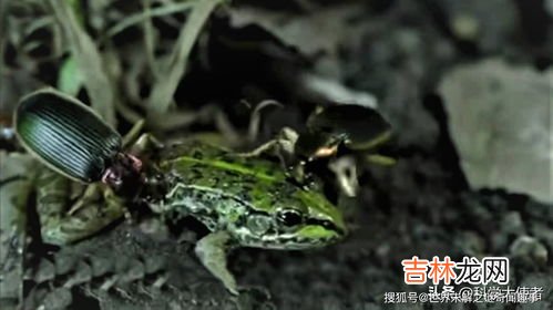 青蛙是昆虫吗,青蛙是动物还是昆虫？