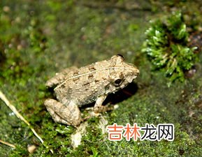 青蛙是昆虫吗,青蛙是动物还是昆虫?