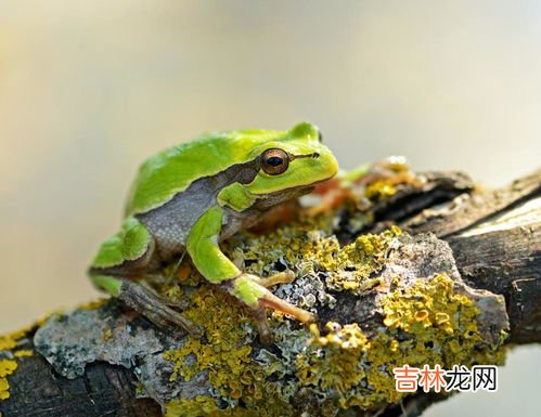 青蛙是昆虫吗,青蛙是动物还是昆虫？