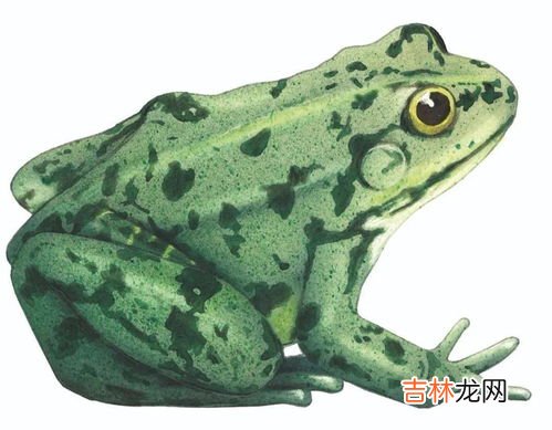 青蛙是昆虫吗,青蛙是动物还是昆虫?