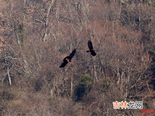 鳗鲡属于什么生态系统,鳗鲡是什么生态系统的生物