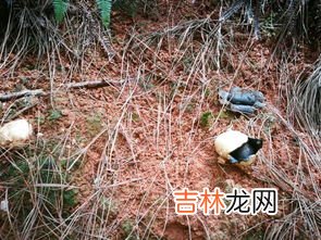 鳗鲡属于什么生态系统,鳗鲡是什么生态系统的生物