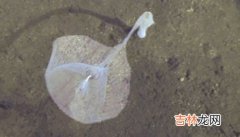 鳗鲡属于什么生态系统,鳗鲡是什么生态系统的生物