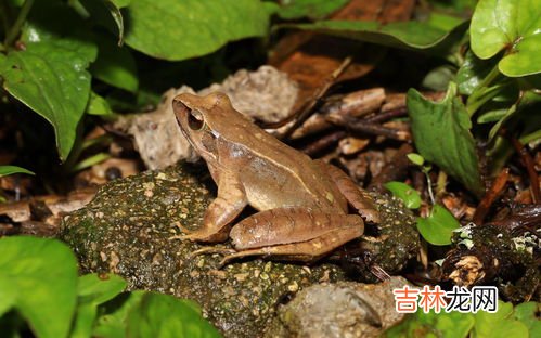 林蛙是国家二级保护动物吗,野生林蛙是保护动物吗 野生林蛙简单介绍