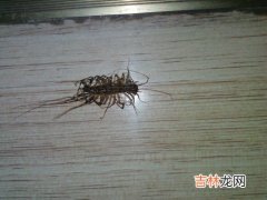 钱串子咬人吗,家里发现钱串子怎么办？那玩意有害不？