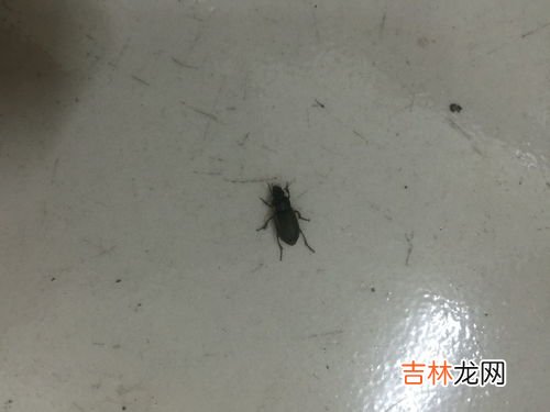 钱串子咬人吗,家里发现钱串子怎么办？那玩意有害不？