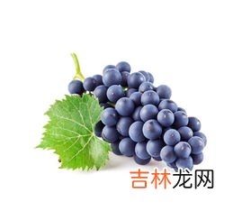 葡萄种类有哪些,葡萄的种类有哪些