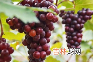 葡萄种类有哪些,葡萄的种类有哪些