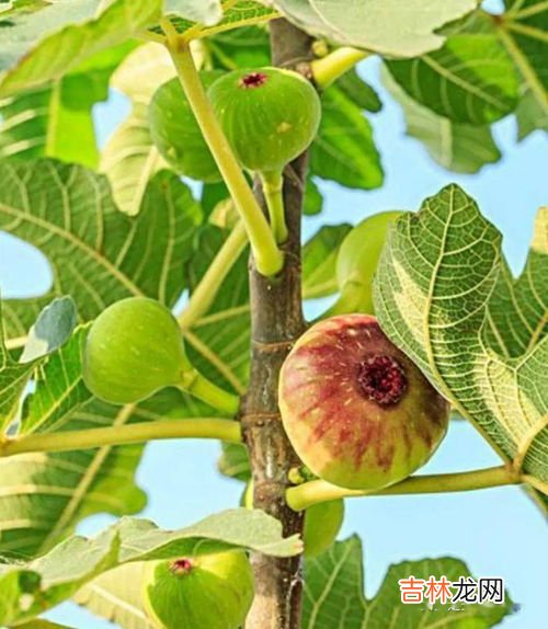 干无花果一天吃几个,无花果干一天吃几个好