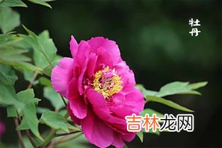 芍药和牡丹的区别,怎样鉴别牡丹和芍药?