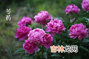 芍药和牡丹的区别,怎样鉴别牡丹和芍药?