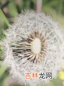 蒲公英有什么作用和功效,蒲公英都是有哪些功效和作用