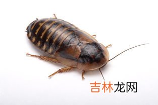 杜比亚蟑螂怎么养,简便饲养杜比亚蟑螂需要做什么准备工作？