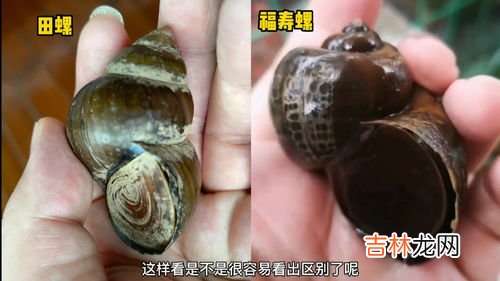 福寿螺到底能不能吃,福寿螺能吃吗？