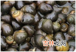 福寿螺到底能不能吃,福寿螺能吃吗？