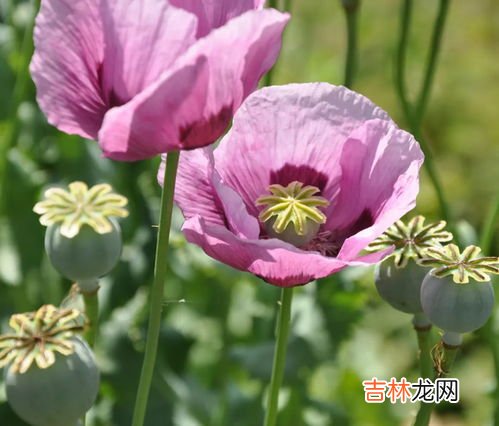 能否用罂粟作为食品调料,罂粟粉调料合法吗