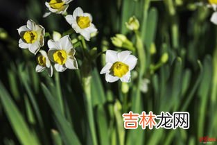 水仙花有毒吗,水仙花有毒吗