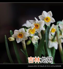 水仙花有毒吗,水仙花有毒吗