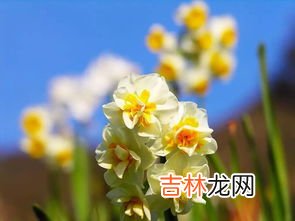 水仙花有毒吗,水仙花有毒吗