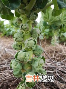秋冬种植的蔬菜有哪些,秋冬适合种什么菜？