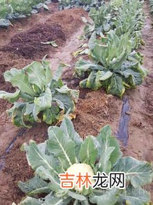 秋冬种植的蔬菜有哪些,秋冬适合种什么菜?
