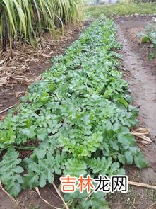 秋冬种植的蔬菜有哪些,秋冬适合种什么菜?