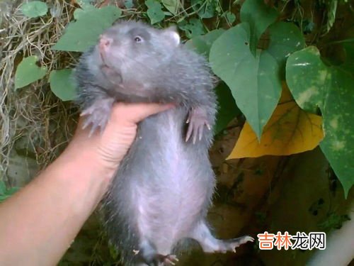 竹鼠可以吃吗,竹鼠可以吃吗
