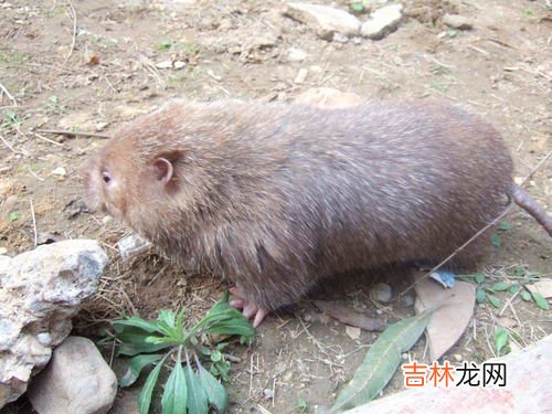 竹鼠可以吃吗,竹鼠可以吃吗