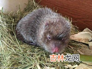 竹鼠可以吃吗,竹鼠可以吃吗