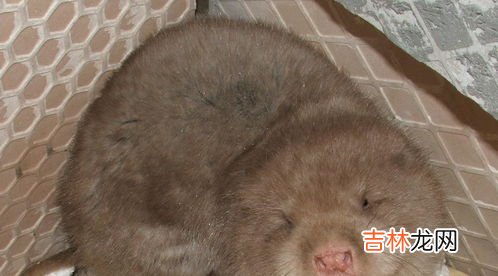竹鼠可以吃吗,竹鼠可以吃吗