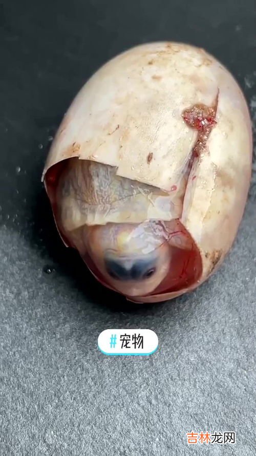 乌龟蛋怎么孵化,乌龟蛋怎么孵化