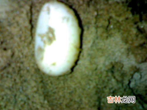 乌龟蛋怎么孵化,乌龟蛋怎么孵化