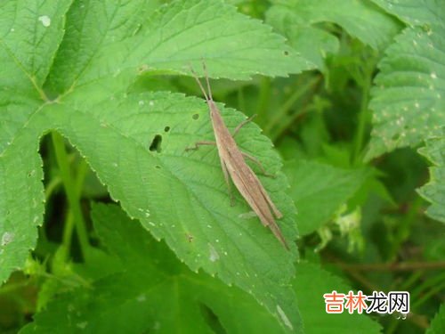 蝗虫触角类型,蝗虫的触角是什么形状