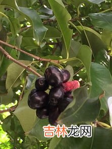 金弹子果实能吃吗,金弹子的果实能吃吗