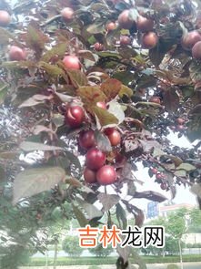 金弹子果实能吃吗,金弹子的果实能吃吗
