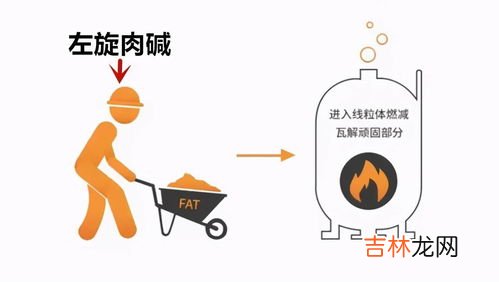 左旋肉碱减肥的原理,经常看到宣传左旋肉碱能够减肥,减肥的原理是什么?