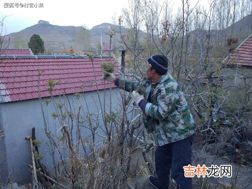 香椿高過房什麽意思,“香椿過房，定損主人”這句俗語，有什麽科學依據嗎？