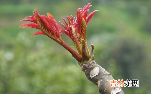 香椿高过房什么意思,“香椿过房，定损主人”这句俗语，有什么科学依据吗？