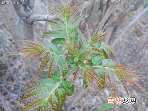 香椿高过房什么意思,“香椿过房，定损主人”这句俗语，有什么科学依据吗？