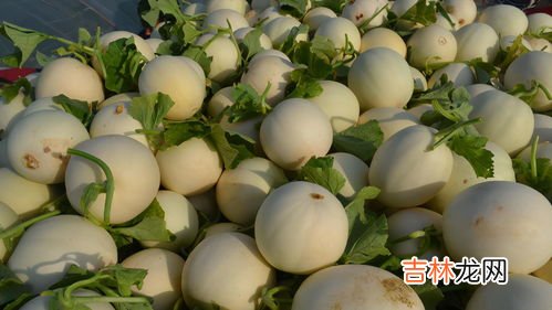 香瓜是凉性的吗,香瓜是凉性的还是热性的