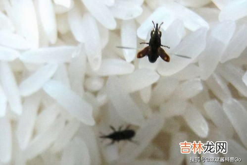 去米虫小妙招,大米里面发现了米虫,有哪些妙招去除米虫?