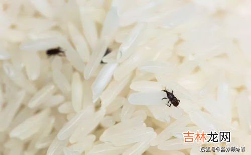 去米虫小妙招,大米里面发现了米虫，有哪些妙招去除米虫？