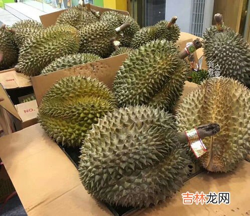 母榴莲和公榴莲的区别,“母”榴莲皮薄肉厚香又甜,该怎么辨别榴莲的公母?