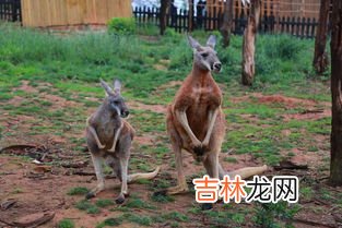 最大的哺乳动物是什么,最大的哺乳动物是什么?