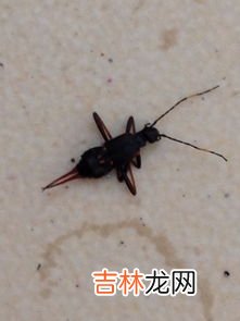 外卖里面有虫子怎么解决,点外卖吃到虫子怎么办？
