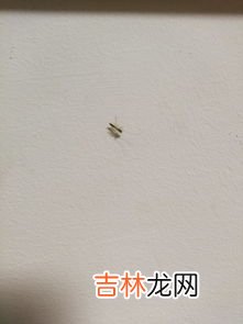 外卖里面有虫子怎么解决,点外卖吃到虫子怎么办？