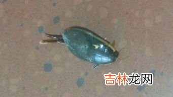 外卖里面有虫子怎么解决,点外卖吃到虫子怎么办？